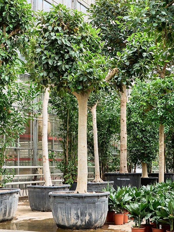 Lush Fig Tree Ficus rubiginosa 'Australis' Tall Indoor House Plants Trees