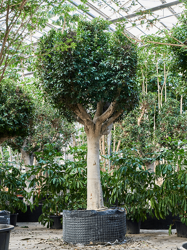 Lush Weeping Fig Ficus microcarpa ‘Nitida’ Tall Indoor House Plants Trees