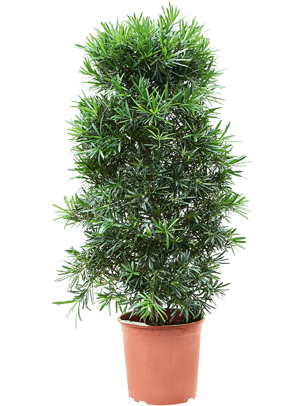 Lush Kusamaki Podocarpus macrophyllus Indoor House Plants