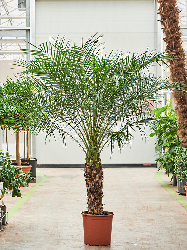 Tropical Pygmy Date Palm Phoenix roebelenii Indoor House Plants