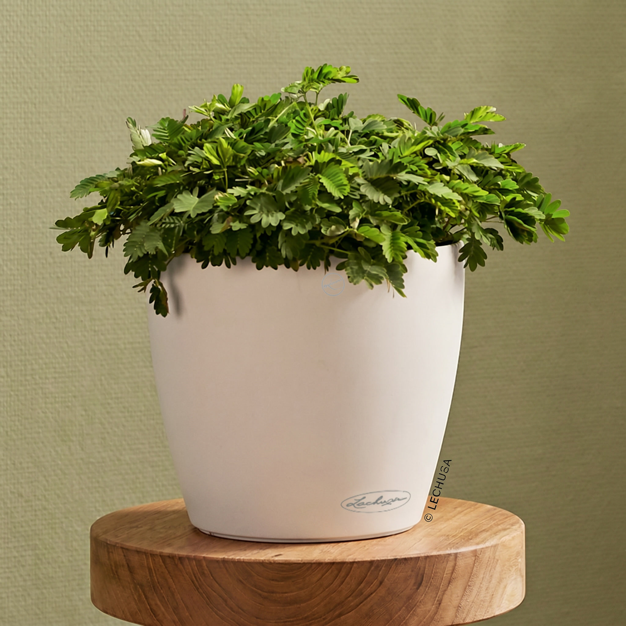 LECHUZA CLASSICO Color Round Poly Resin Self-watering Planter