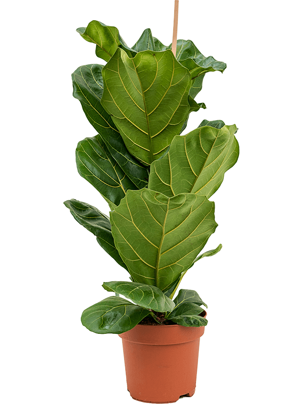 Lush Fiddle Leaf Fig Ficus lyrata Indoor House Plants