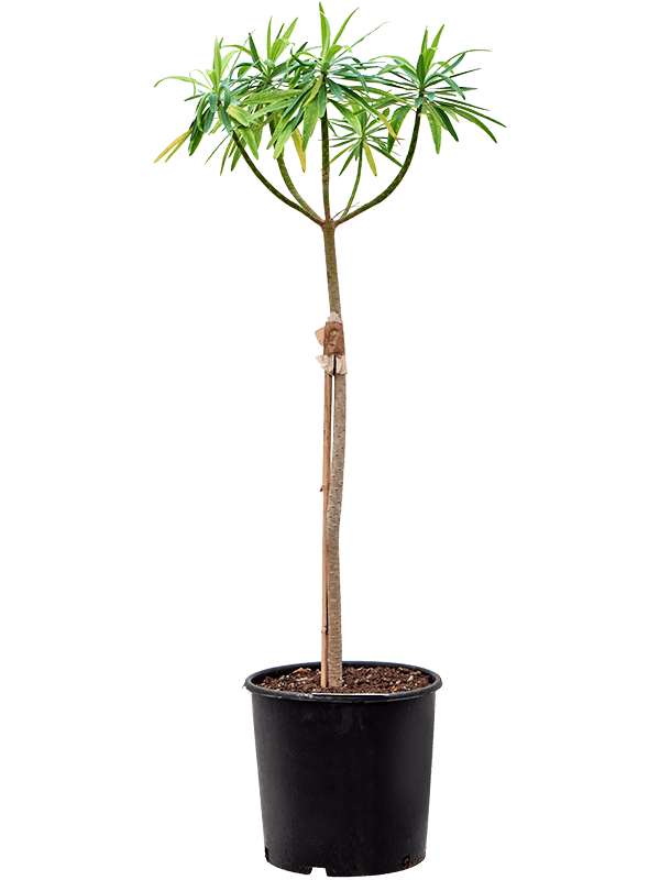 Vibrant African Milk Tree Euphorbia dendroides (120-150) Indoor House Plants