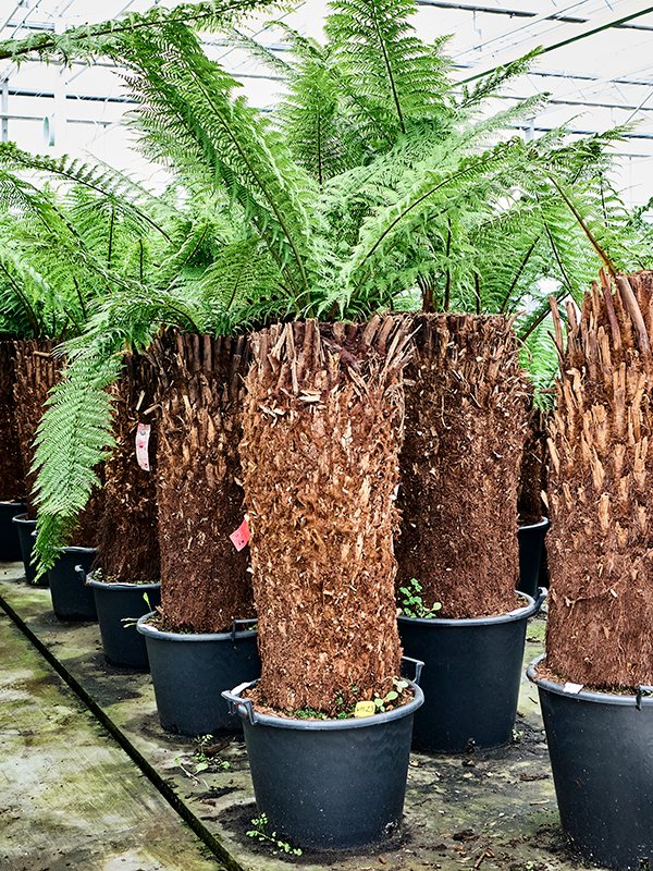 Lush Soft Tree Fern Dicksonia antarctica Tall Indoor House Plants Trees