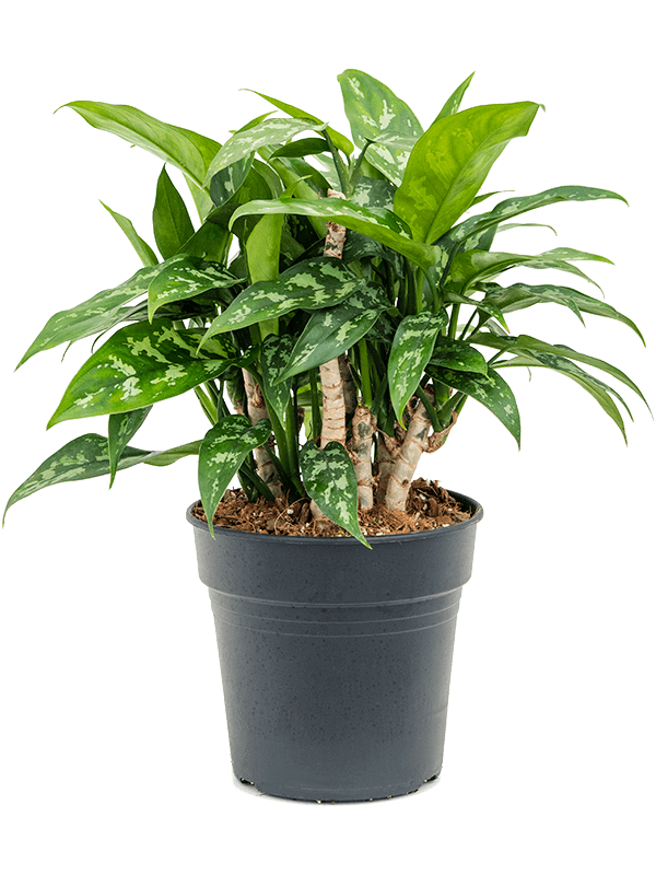 Lush Chinese Evergreen Aglaonema 'Maria' Indoor House Plants