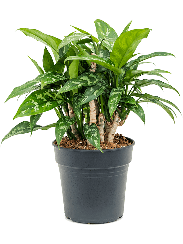 Lush Chinese Evergreen Aglaonema 'Maria' Indoor House Plants