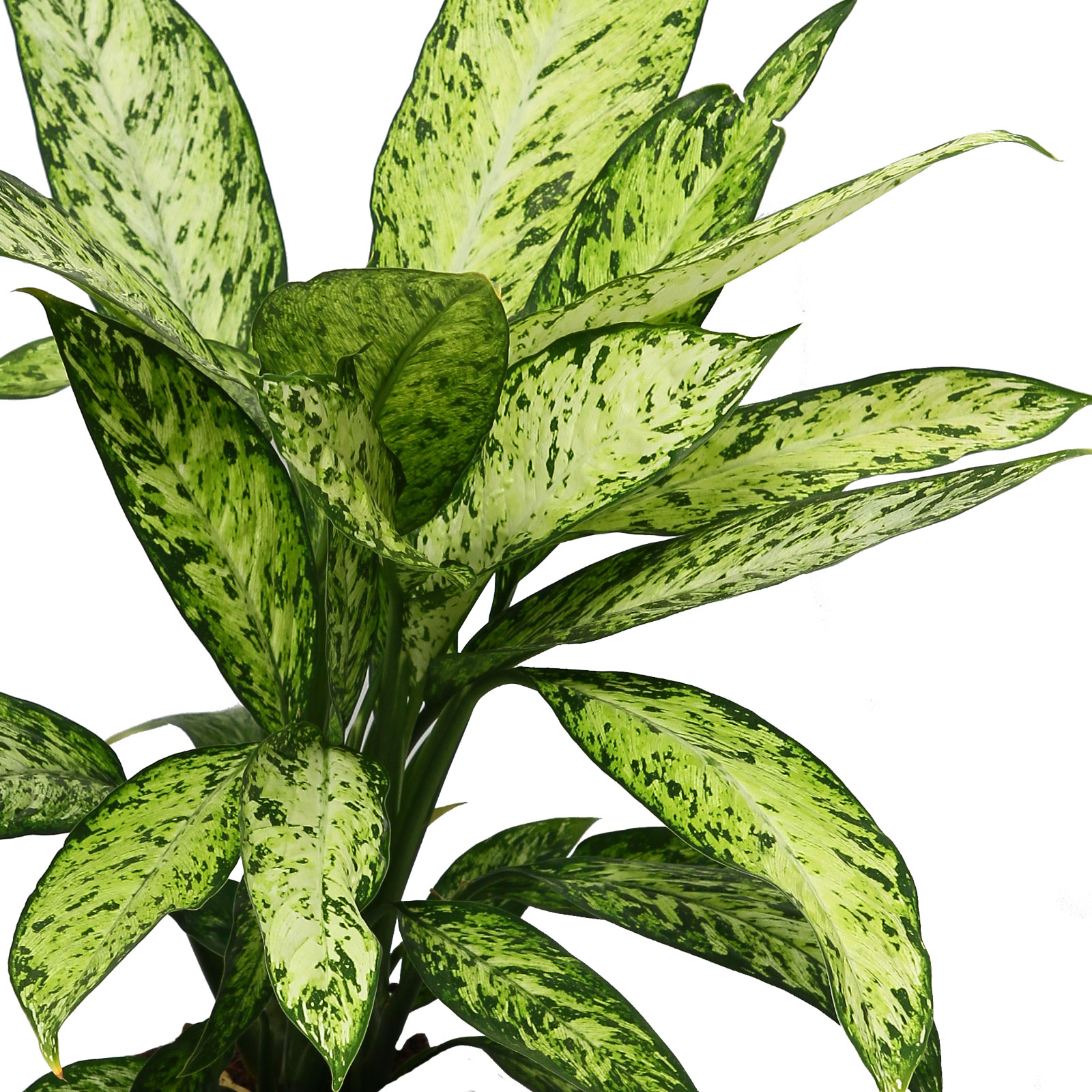 Lush Dumb Cane Dieffenbachia 'Vesuvius' Indoor House Plants