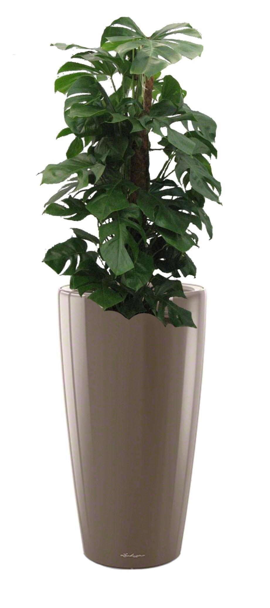 Monstera Deliciosa in LECHUZA RONDO Self-watering Planter, Total Height 150 cm