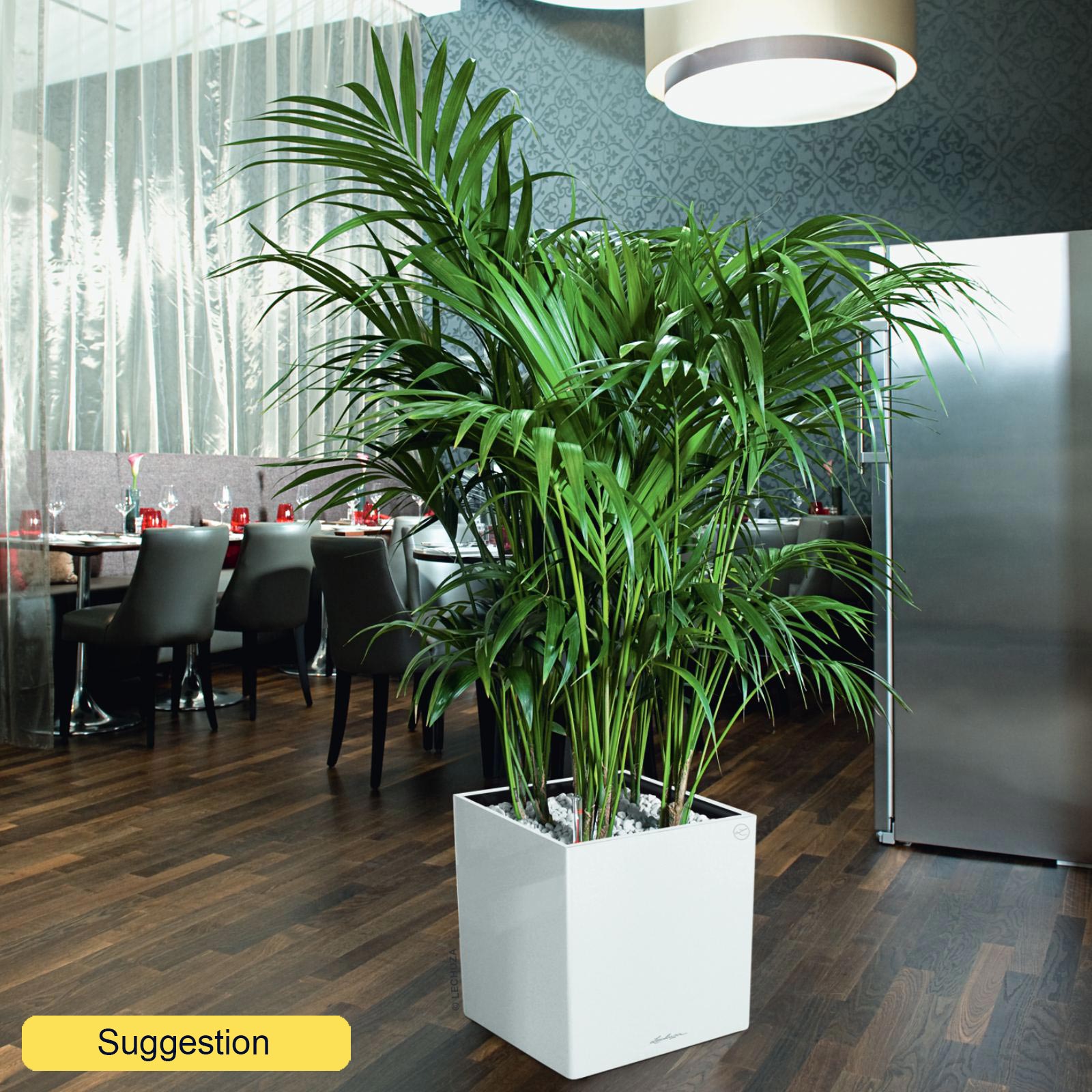 Lush Sentry Palm Kentia (Howea) forsteriana Indoor House Plants