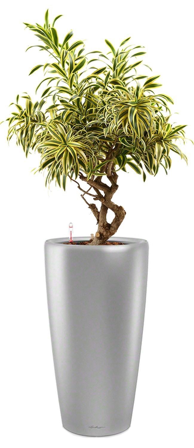 Dracaena Reflexa Song of India in LECHUZA RONDO Self-watering Planter, Total Height 160 cm