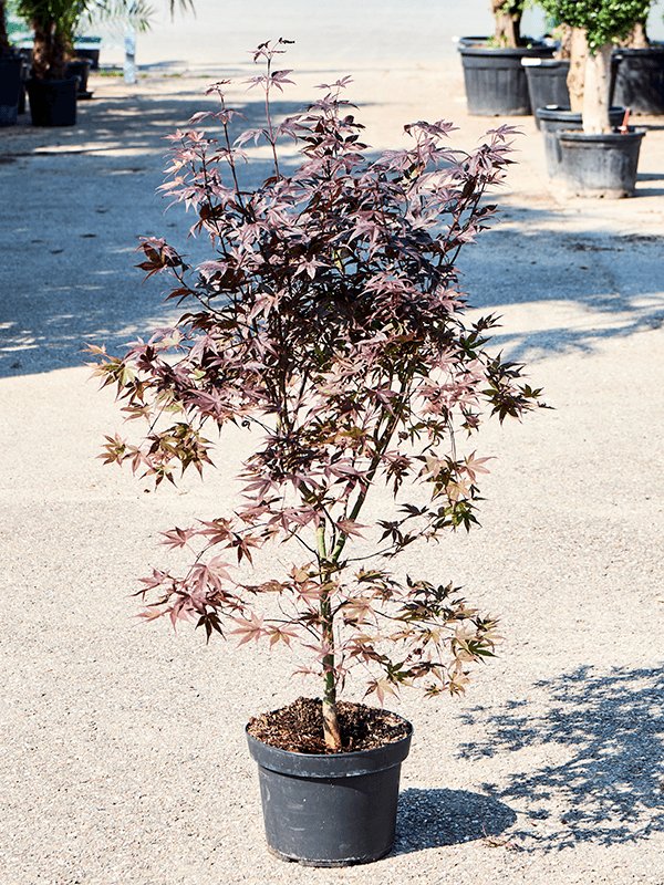 Lush Japanese Maple Acer Palmatum 'Bloodgood' (90-120)