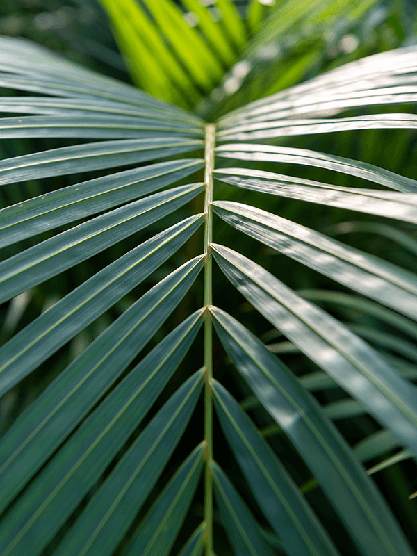 Lush Areca Palm Dypsis (Areca) lutescens Indoor House Plants