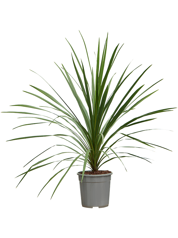 Photogenic Ti Plant Cordyline australis 'Peko' Indoor House Plants