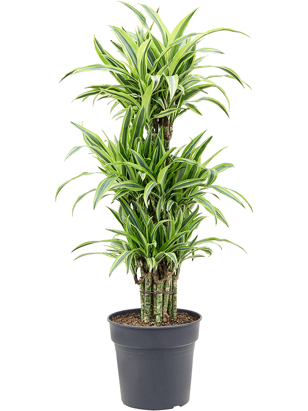 Colorful Corn Plant Dracaena fragrans 'Lemon Lime' Tall Indoor House Plants Trees