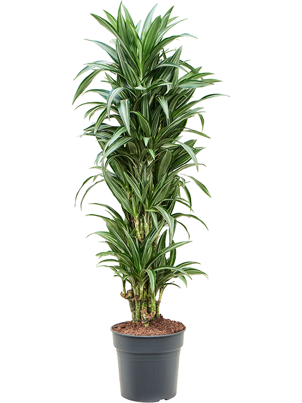Easy-Care Corn Plant Dracaena fragrans 'Ulises' Tall Indoor House Plants Trees