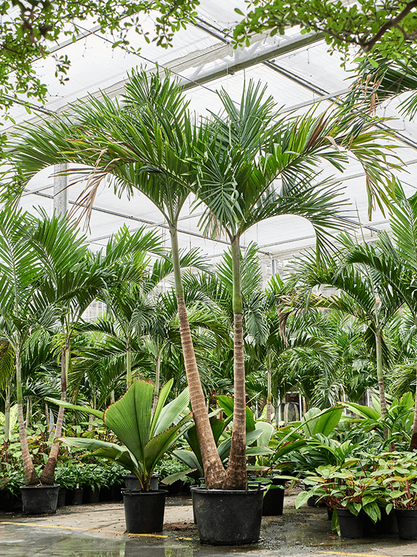 Lush Manila Palm Veitchia (Adonidia) merrillii (575-650) Indoor House Plants