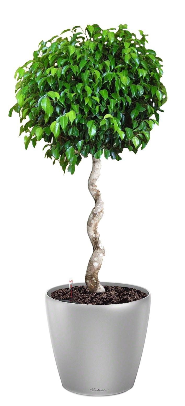 Ficus Benjamina Exotica with Spiral Stem in LECHUZA CLASSICO LS 43 Self-watering Planter, Total Heig