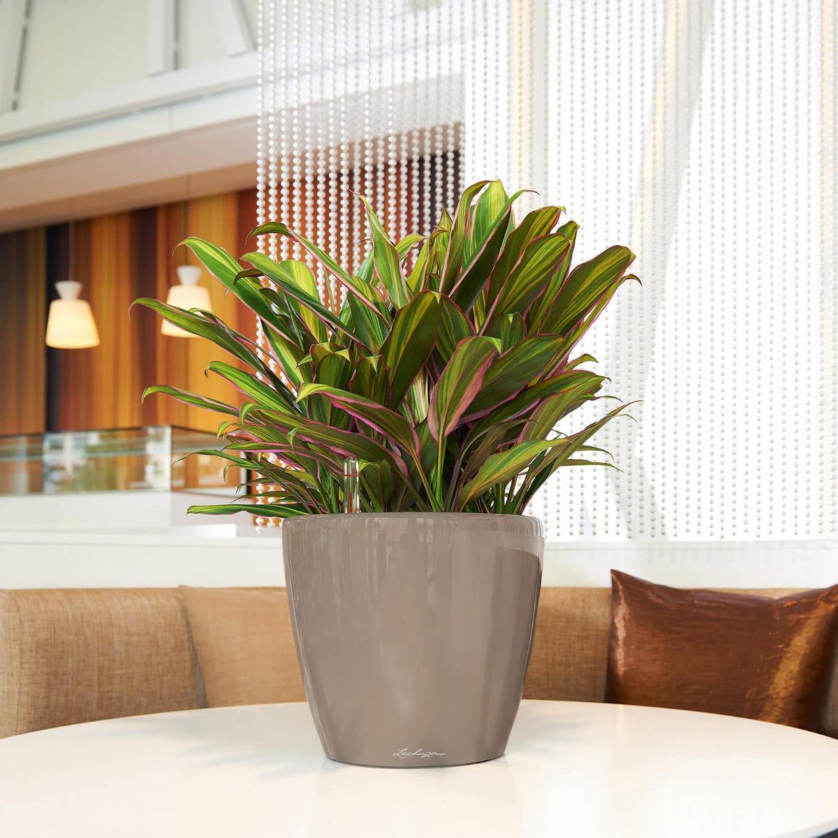 LECHUZA CLASSICO LS Round Poly Resin Self-watering Planter