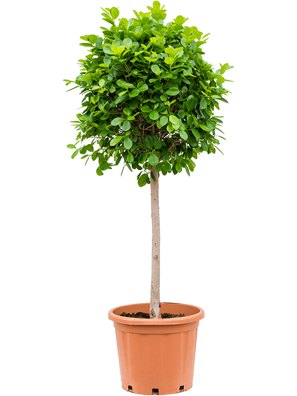 Lush Chinese Banyan Ficus microcarpa 'Moclame' Indoor House Plants