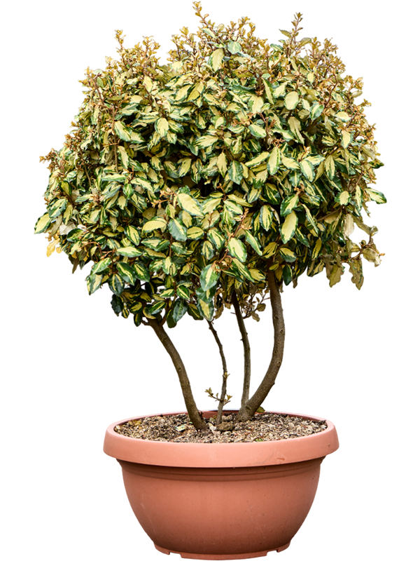 Elaeagnus ebbingei 'Maryline'
