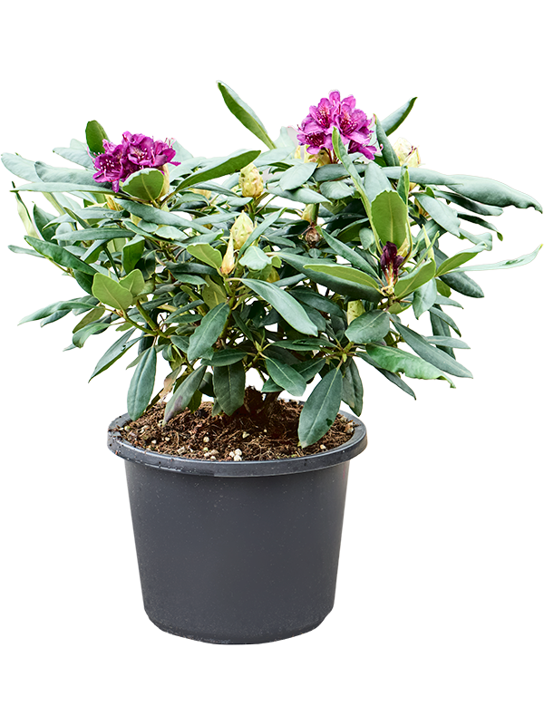 Rhododendron 'Marcel Menard'
