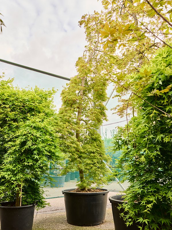Acer pal. diss. 'Viridis'