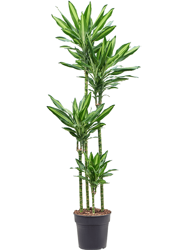 Colorful Corn Plant Dracaena fragrans 'Cintho' Indoor House Plants