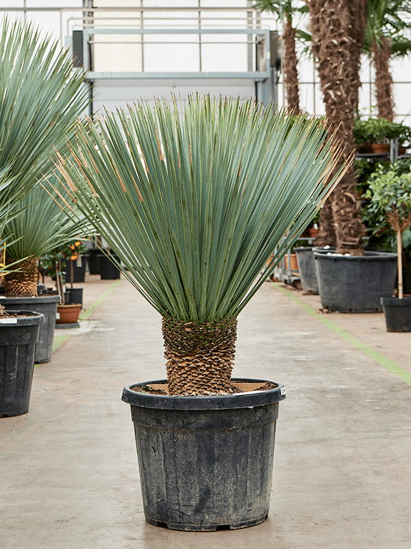 Photogenic Beaked Blue Yucca rostrata (150-180) Indoor House Plants