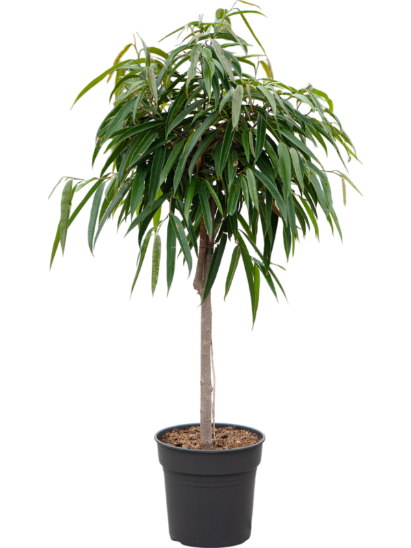 Lush Fig Tree Ficus binnendijkii 'Alii' Indoor House Plants
