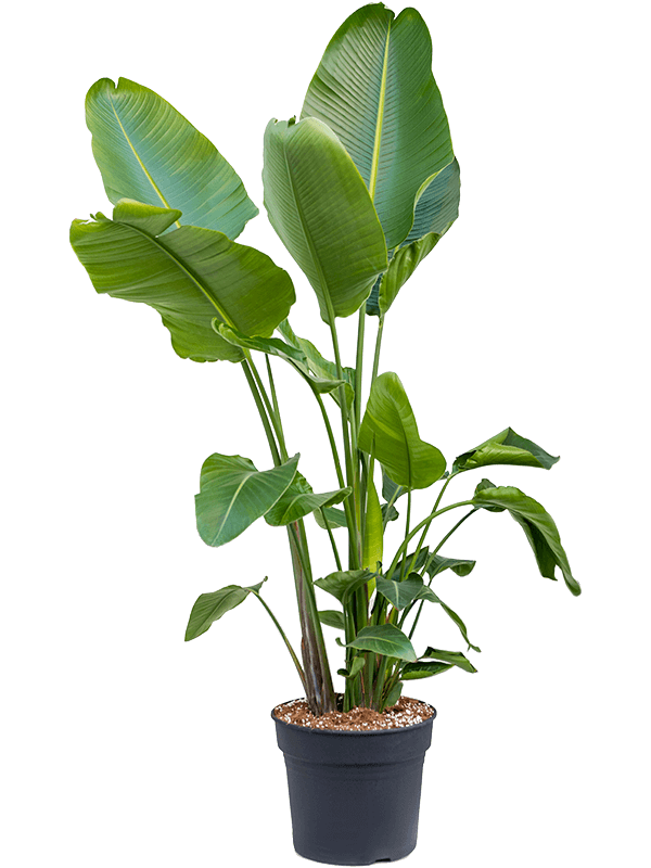 Tropical Bird of Paradise Strelitzia nicolai Indoor House Plants