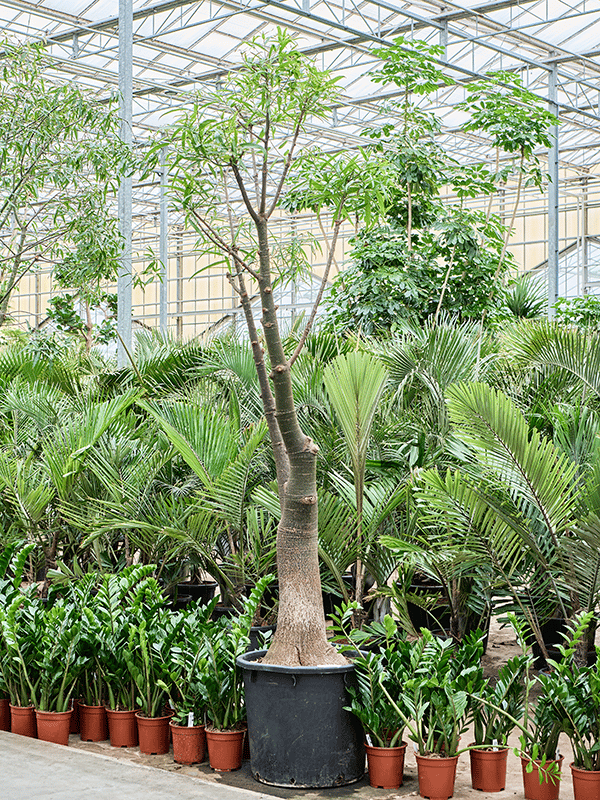 Queensland Bottle Tree Brachychiton rupestris