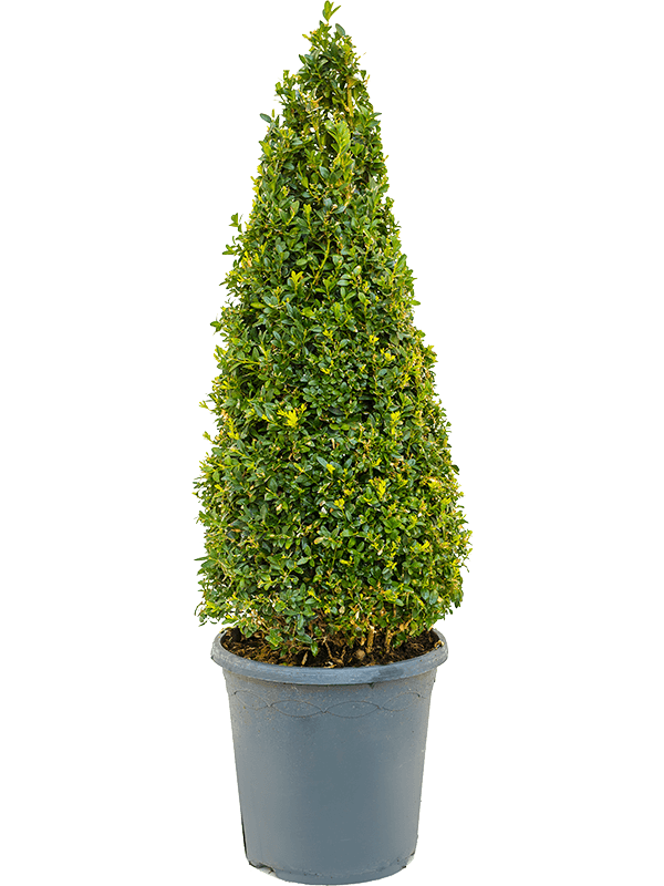 Photogenic Boxwood Buxus sempervirens