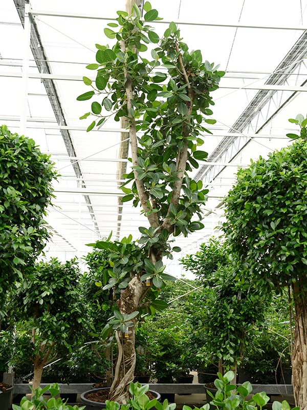 Lush Banyan Fig Ficus benghalensis (400-450) Tall Indoor House Plants Trees