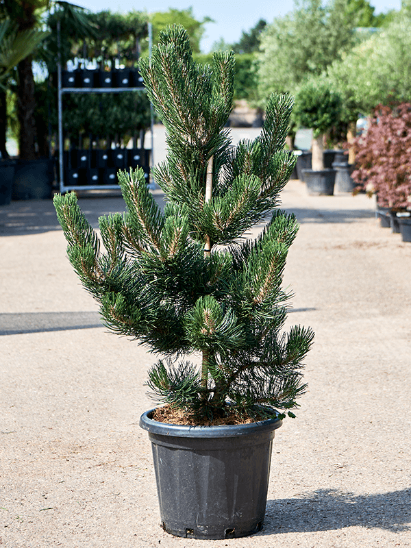 Showy Black Pine Pinus nigra 'Oregon Green' Outdoor Plants
