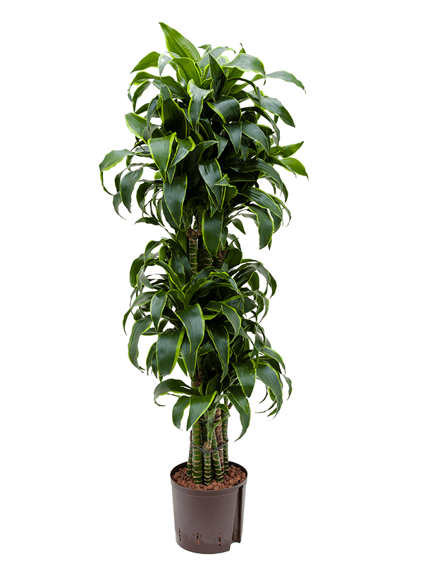 Insta-friendly Corn Plant Dracaena fragrans 'Dorado' Corn Plant Tall Indoor  House Plants Trees W50 H(100-130) cm Live Plant, Potsize D22 cm - from  283.50 | Getpotted.com