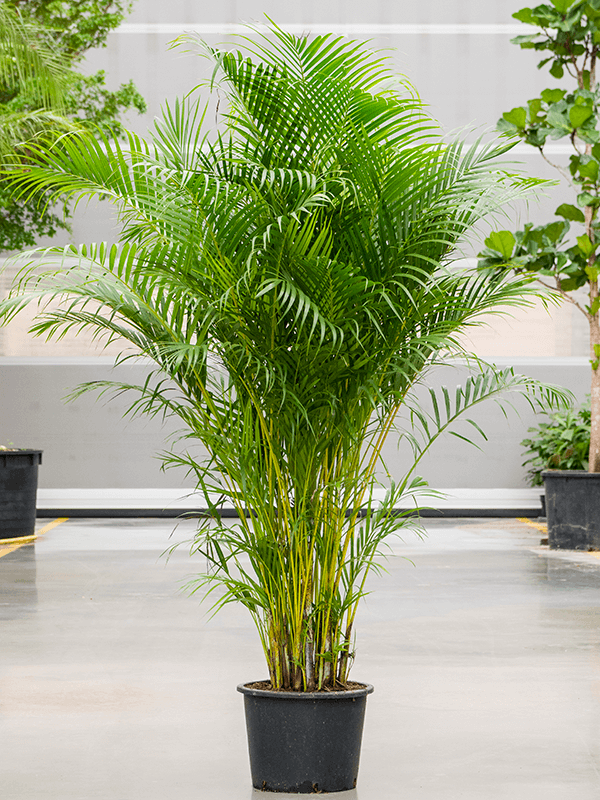 Lush Areca Palm Dypsis (Areca) lutescens Indoor House Plants