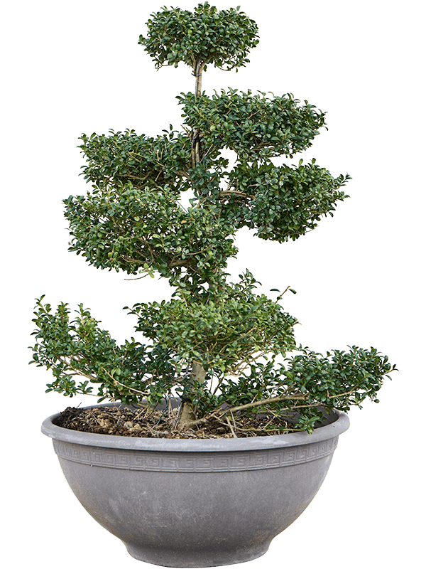 Cute Japanese Holly Ilex crenata 'Convexa'