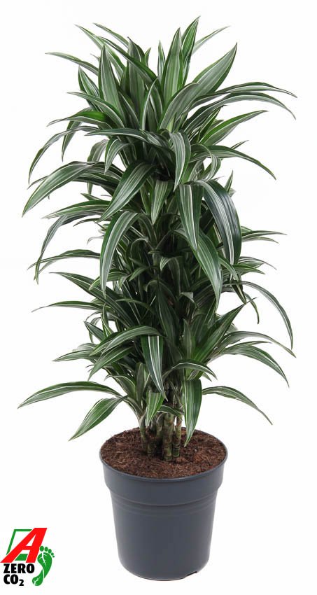 Easy-Care Corn Plant Dracaena fragrans 'Ulises' Tall Indoor House Plants Trees