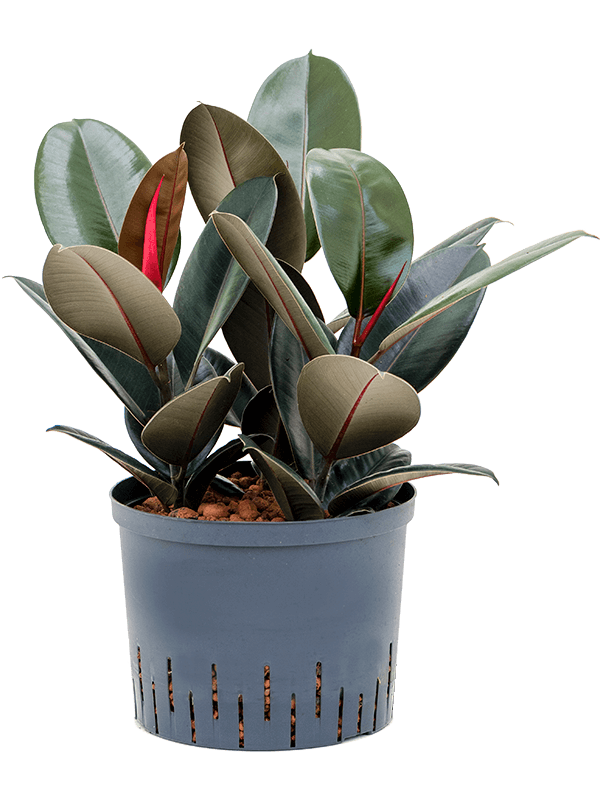 Lush Rubber Plant Ficus elastica 'Abidjan' Indoor House Plants