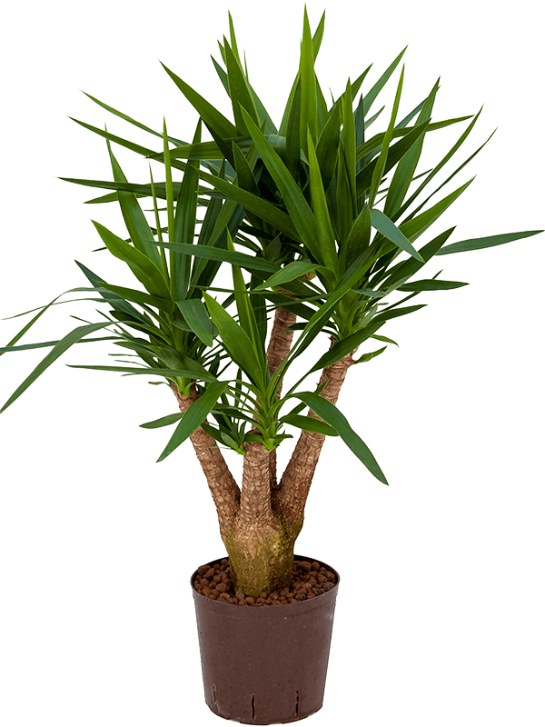 Insta-friendly Spineless Yucca elephantipes Tall Indoor House Plants Trees