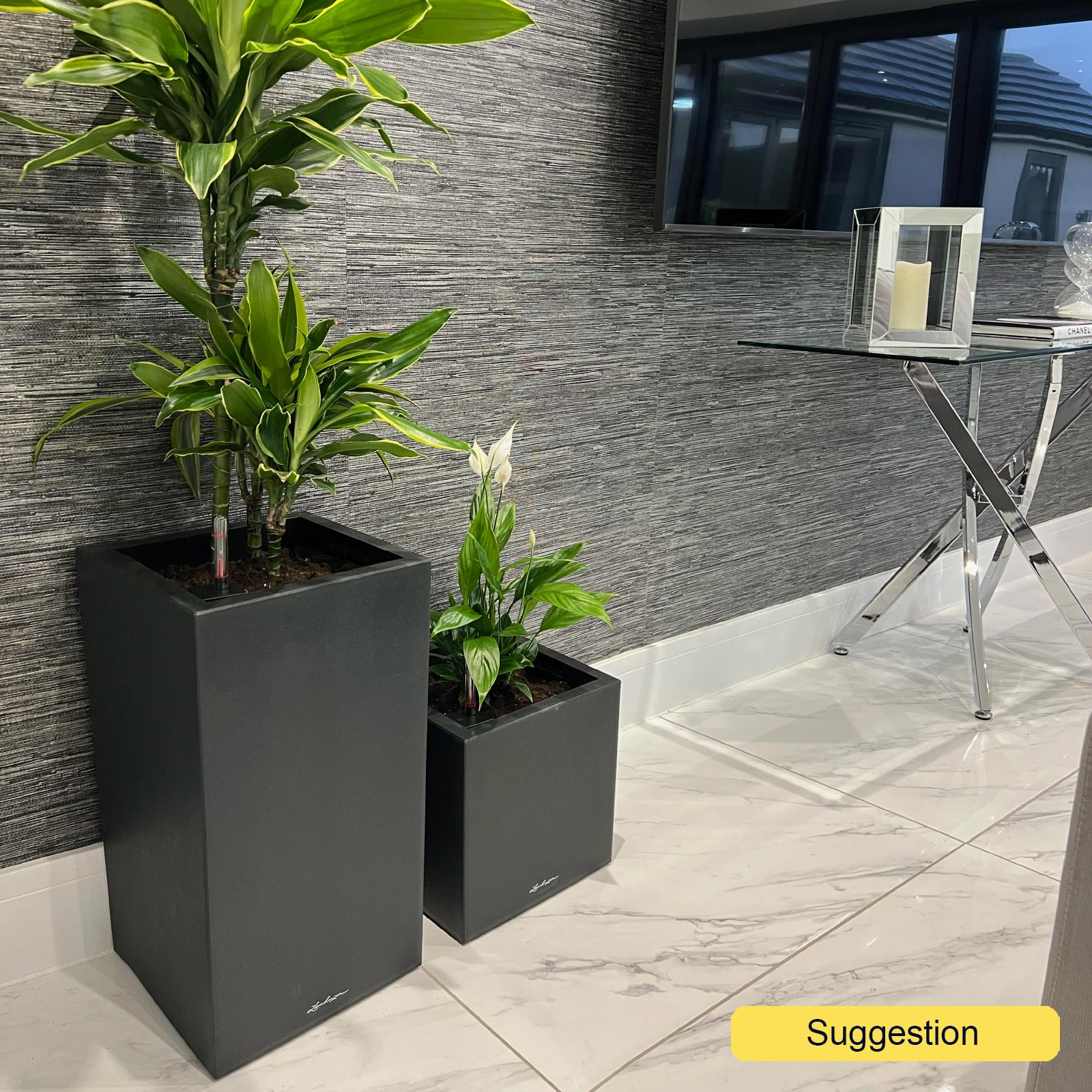 Insta-friendly Corn Plant Dracaena fragrans 'Golden Coast' Tall Indoor House Plants Trees