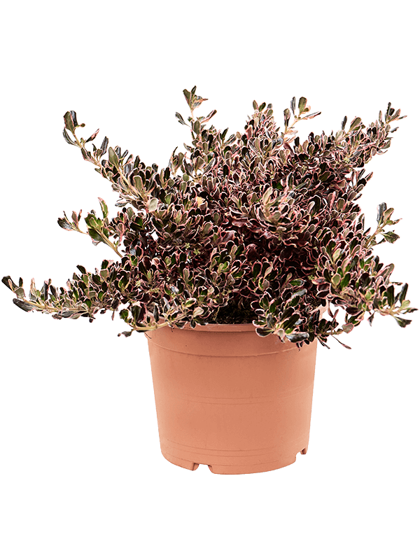 Lush Mirror Bush Coprosma repens 'Pacific Sunrise' Indoor House Plants