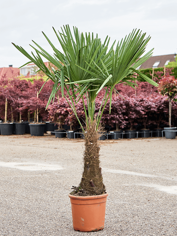 Windmill Palm Tree Trachycarpus fortunei