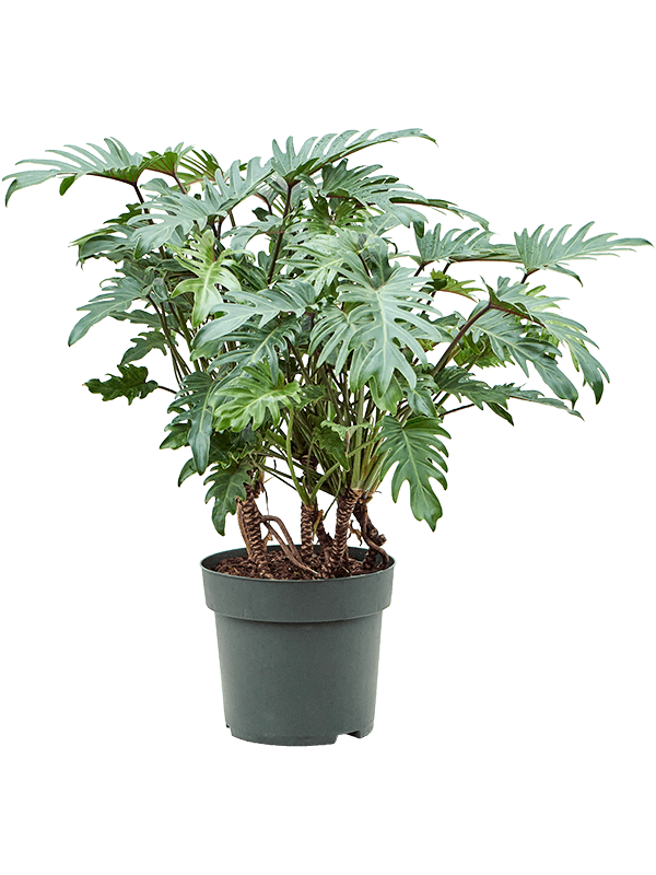 Lush Heart-Leaf Philodendron 'Xanadu' Indoor House Plants