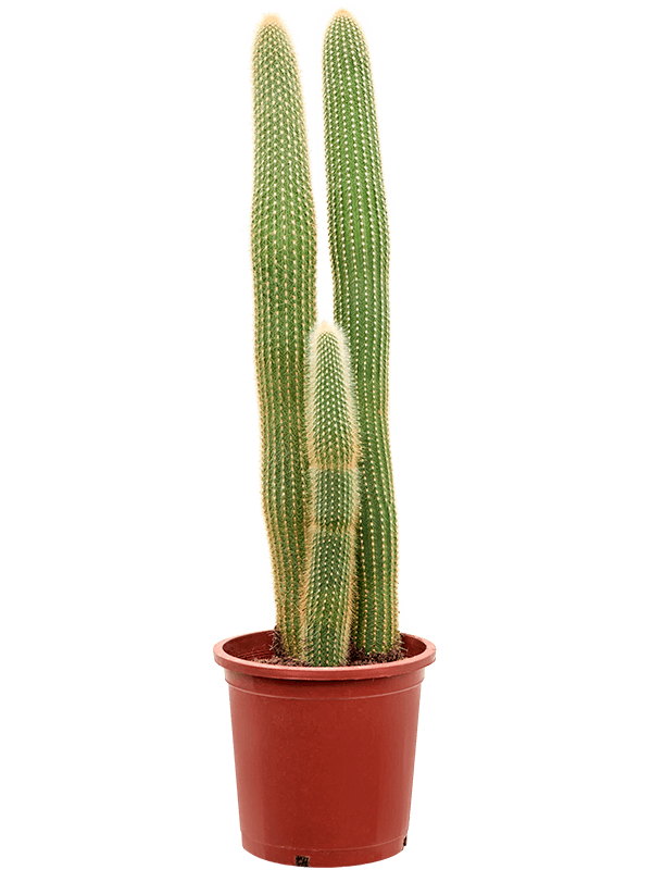 Easy-Care Red Foxtail Cactus Espostoa (Vatricania) guentheri Indoor House Plants