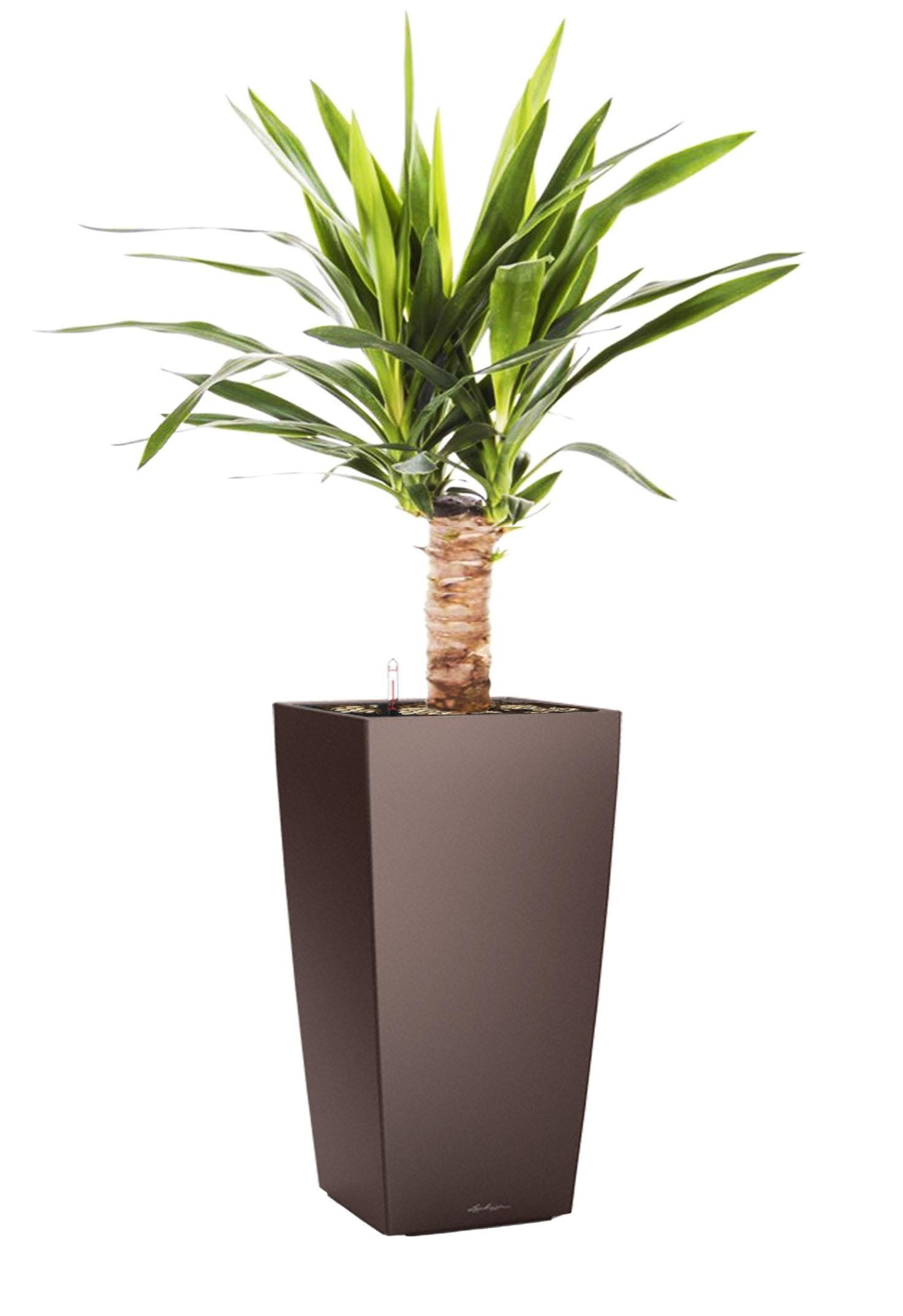 Yucca in LECHUZA CUBICO Self-watering Planter, Total Height 70 cm