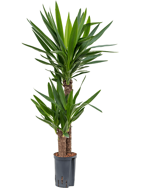Insta-friendly Spineless Yucca elephantipes Tall Indoor House Plants Trees