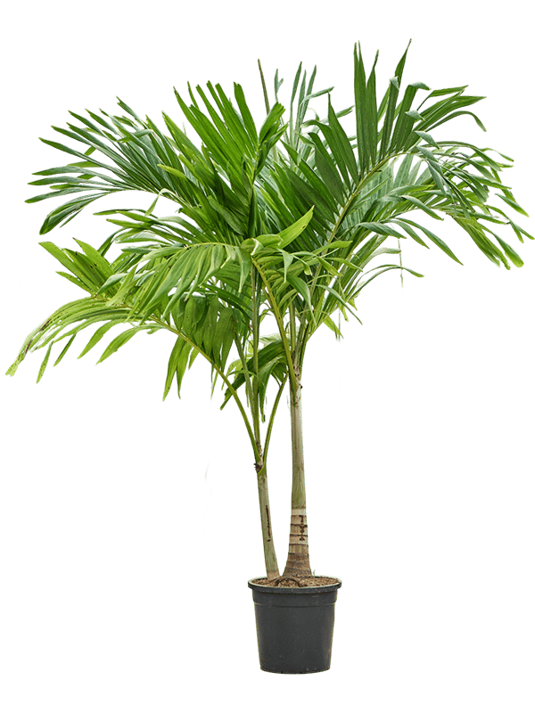 Lush Manila Palm Veitchia (Adonidia) merrillii (575-650) Indoor House Plants