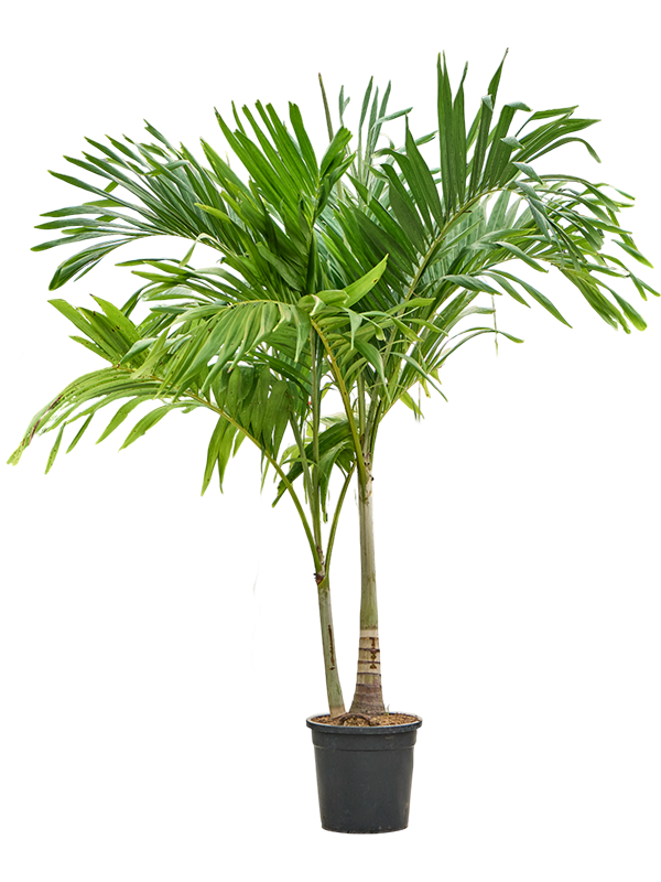 Lush Manila Palm Veitchia (Adonidia) merrillii (575-650) Indoor House Plants