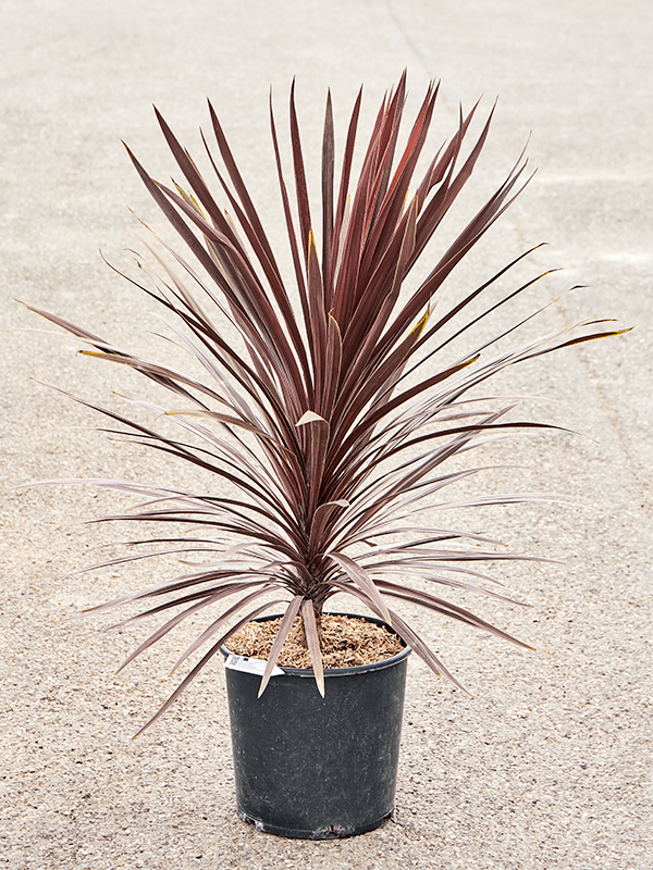 Photogenic Ti Plant Cordyline australis 'Red Star' Indoor House Plants
